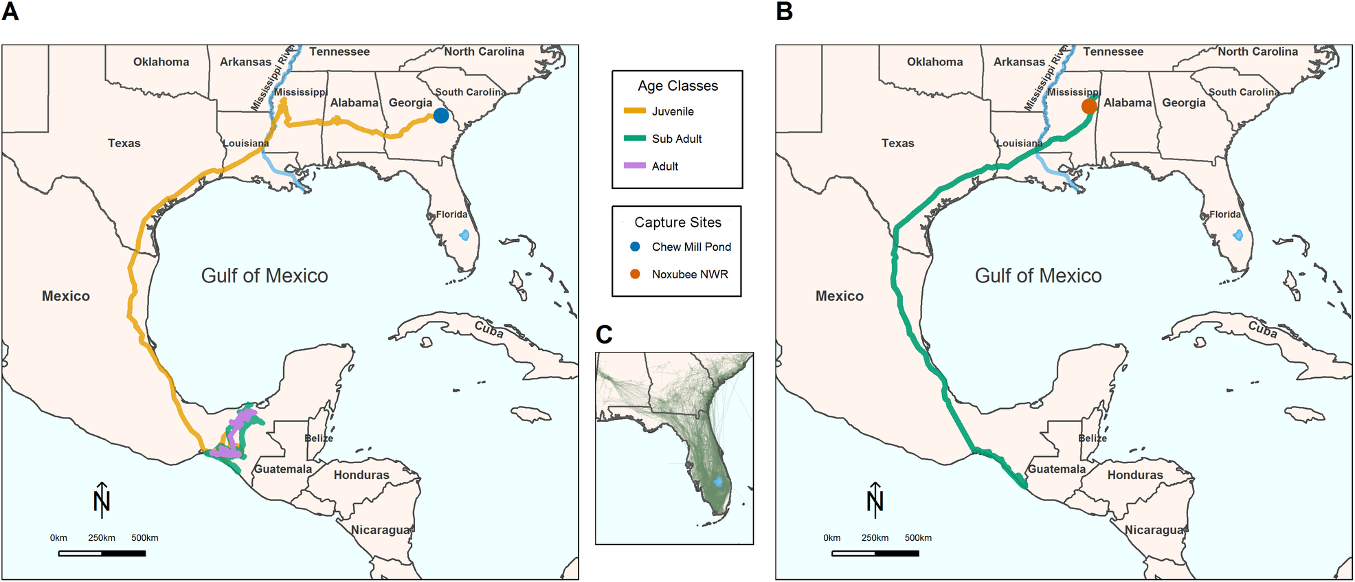 Tracks of two Wood Storks who dispersed to Mexico (the insert shows
an overview of all movement tracks)