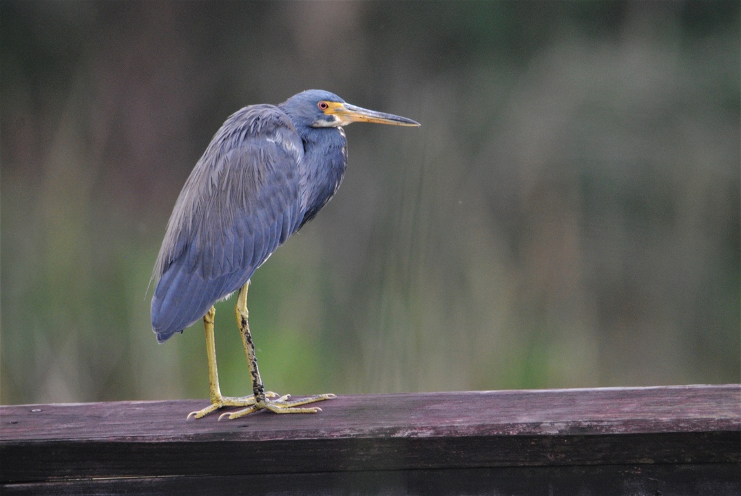 A cooperative Tri-colored Heron posed for us on the boardwalk