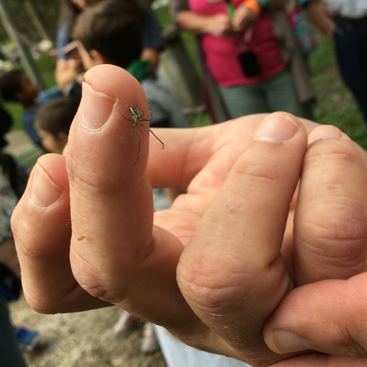 Participants got to hold insects, like this Argyra Orchard Orbweaver