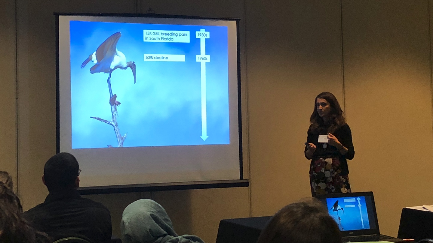 Presenting my research on Wood Storks at the FLTWS 2018 Spring Meeting Presenting my research on Wood Storks at the FLTWS 2018 Spring
Meeting
