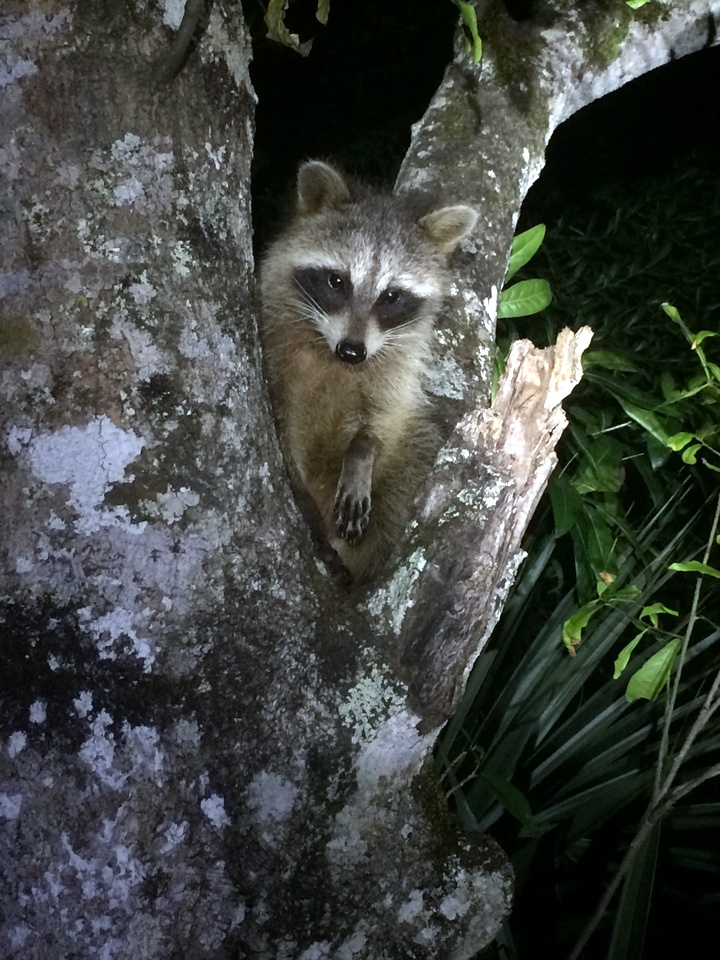 A young raccoon observes us looking in a dumpster for raccoons