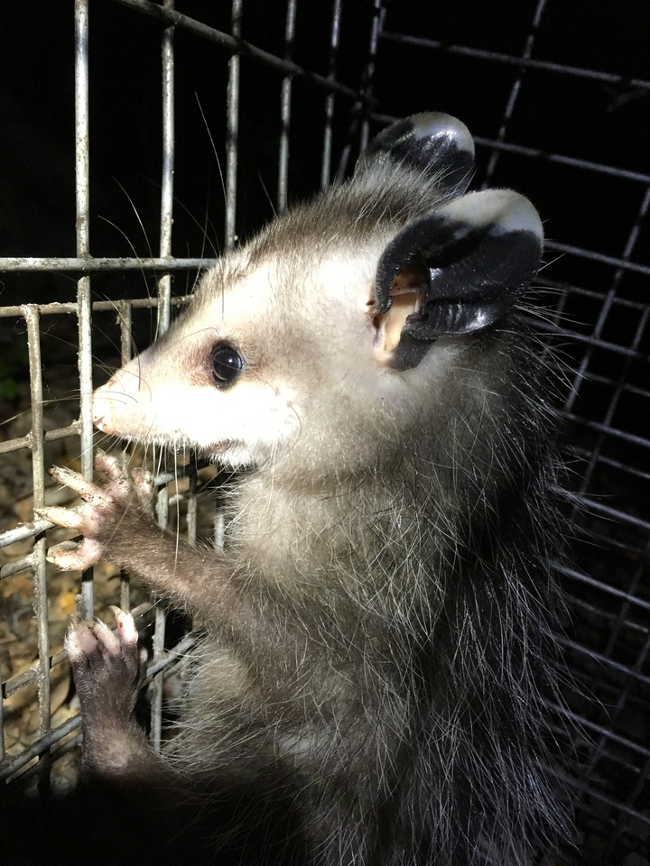 A young Virginia opossum just before release.