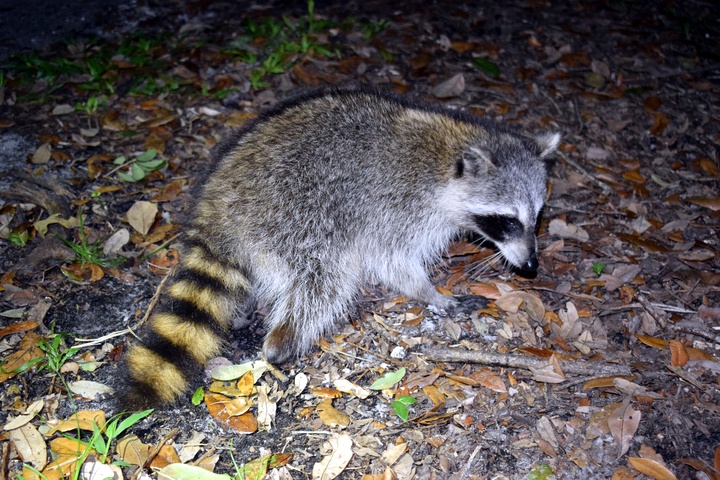 Raccoon after release