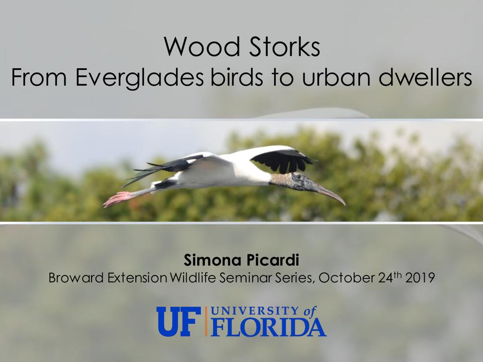 Wood Storks, from Everglades birds to urban dwellers.